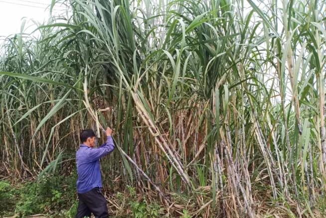 台风“浪卡”过境后的甘蔗抗灾建议