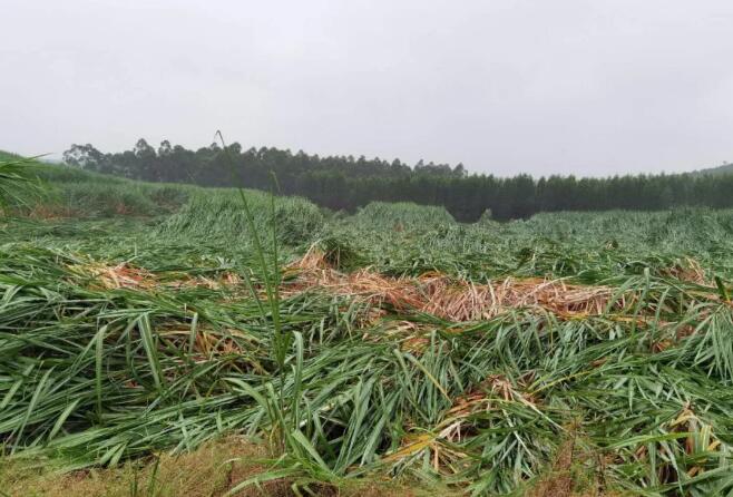 台风“浪卡”过境后的甘蔗抗灾建议
