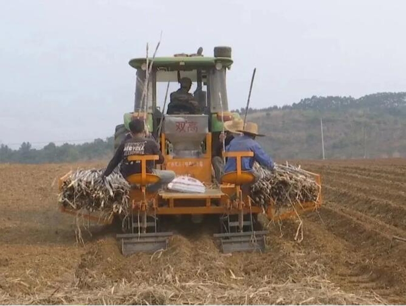 崇左江州区：抢抓农时春耕生产 种植甘蔗76万余亩