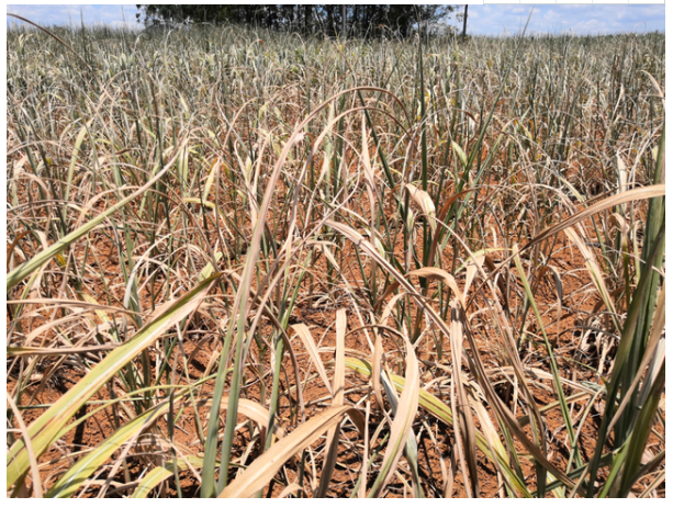 “高温+干旱”双预警！崇左进入人工增雨应急状态！多地甘蔗干枯得让人心疼！