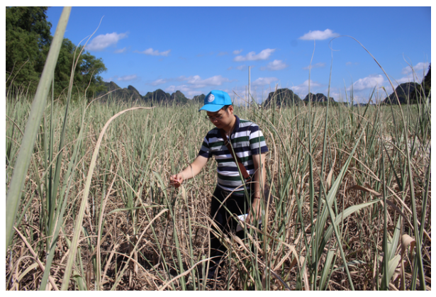 “高温+干旱”双预警！崇左进入人工增雨应急状态！多地甘蔗干枯得让人心疼！