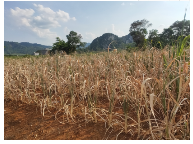 “高温+干旱”双预警！崇左进入人工增雨应急状态！多地甘蔗干枯得让人心疼！