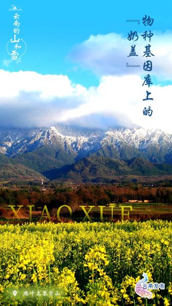 最高或降8℃！强冷空气即将到达云南，这些地方有雪