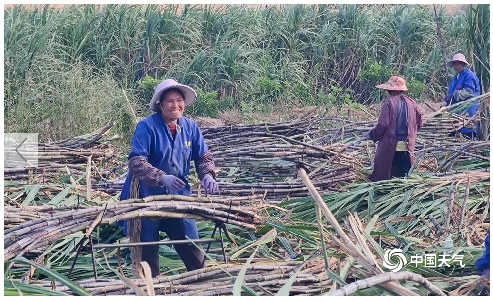 来宾甘蔗迎来成熟采收季 农民趁着晴好天气忙采收