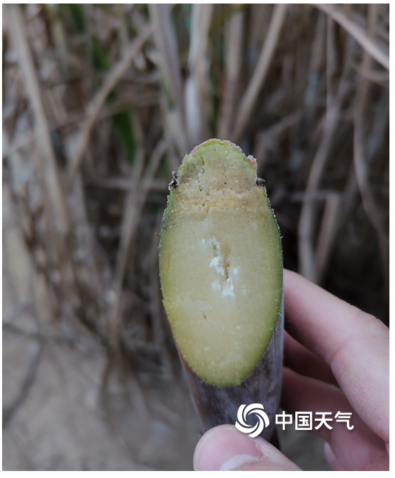 贵港干旱少雨甘蔗干枯矮小