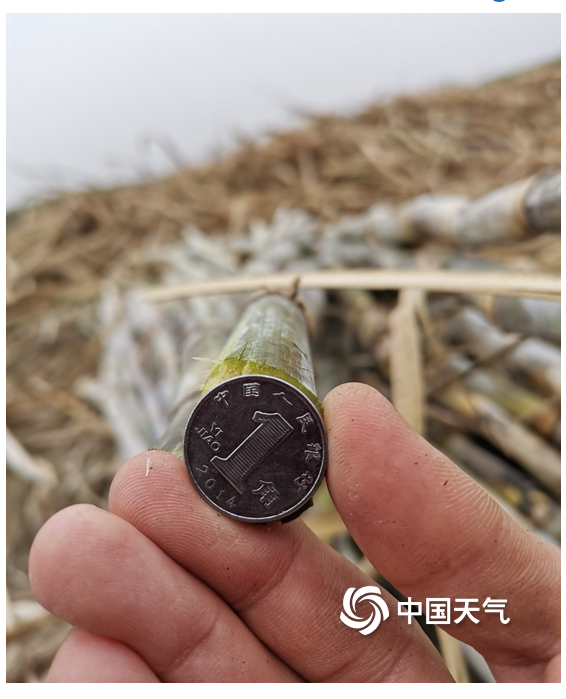 贵港干旱少雨甘蔗干枯矮小