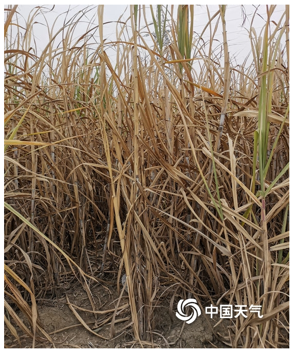 贵港干旱少雨甘蔗干枯矮小