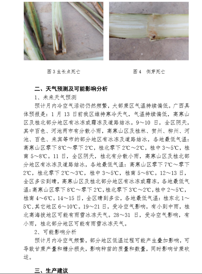 广西：冷空气影响频繁 做好防范和抢晴砍收