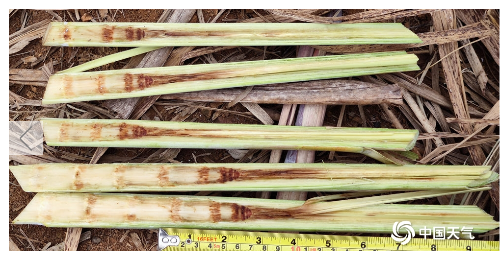 霜（冰）冻灾害影响 来宾部分甘蔗品质受损