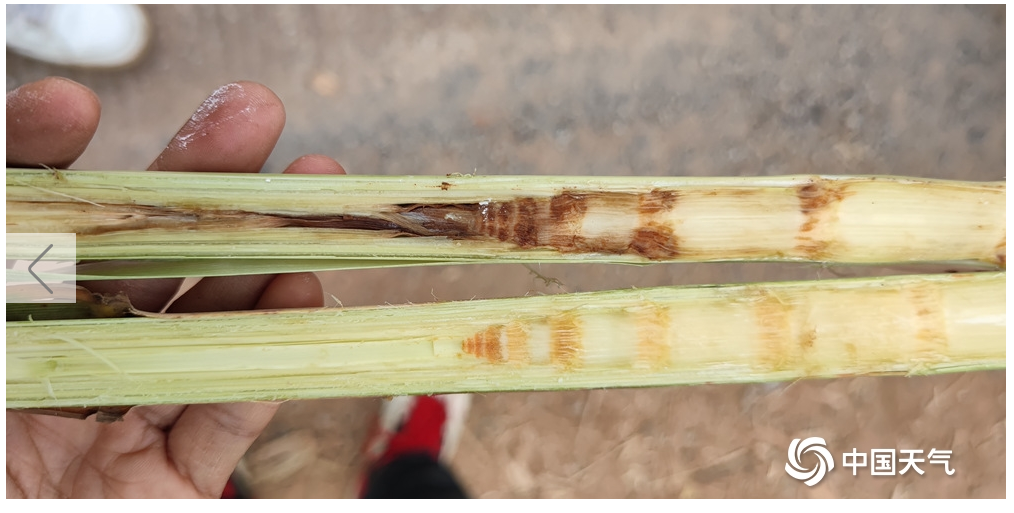 霜（冰）冻灾害影响 来宾部分甘蔗品质受损