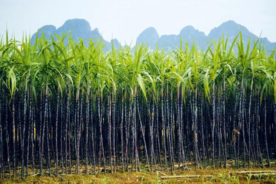 中国的“糖都”在哪里?