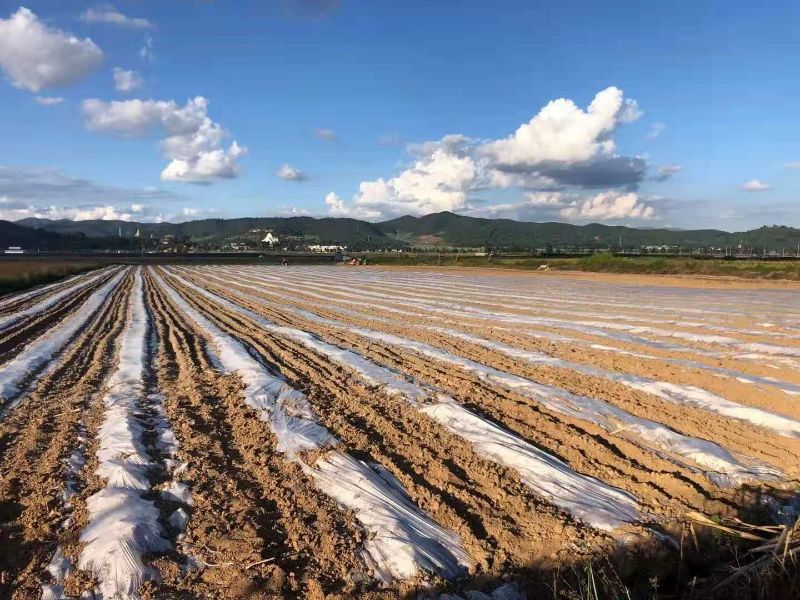 走进制糖行业综合业绩标杆企业——云南英茂版纳公司