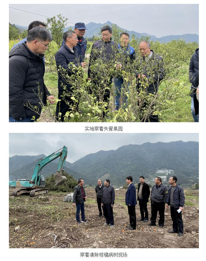 自治区农业农村厅领导到柑橘主产区开展产业调研