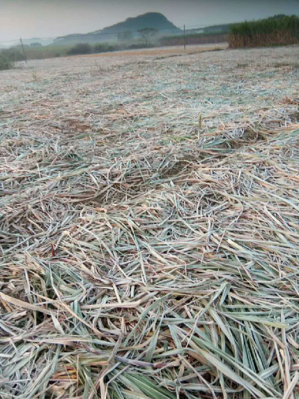 直击19日广西甘蔗霜冻现场