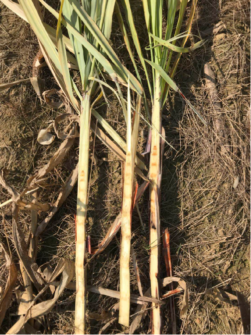 柳州地区霜冻调研情况直击_广西糖网