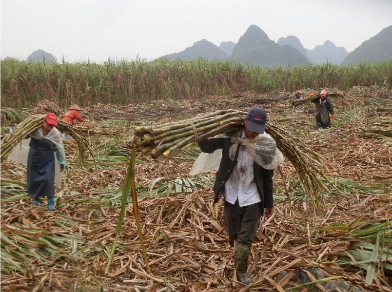 新榨季开始了崇左各地蔗农开展甘蔗砍收工作