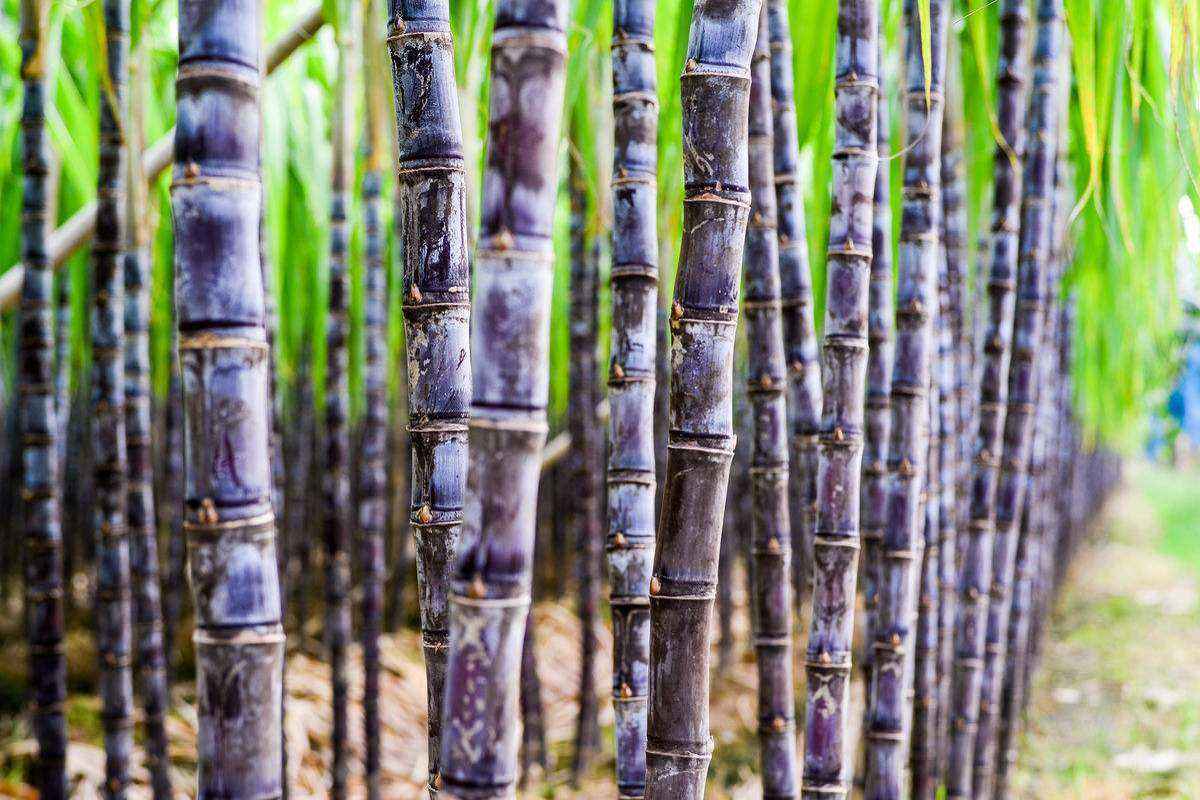 沐甜科技-最好的糖业资讯共享平台