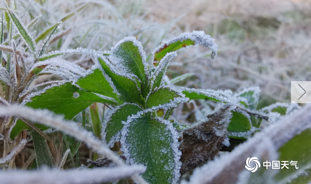 大雪节气晴空辐射强烈 广西柳州等地迎今年初霜
